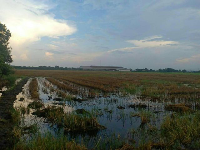 ขายที่ดิน 43ไร่ ใจกลางเมืองรังสิต