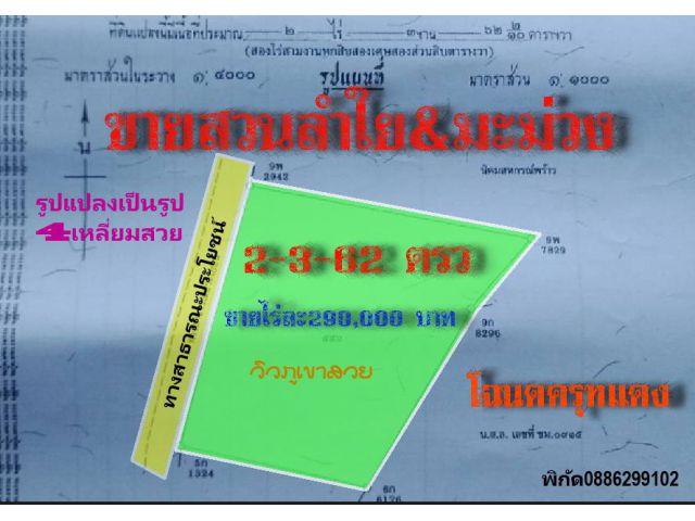 ขาย สวนลำไย&สวนมะม่วง เก็บขายได้ผลิตทุกปี เหมาะกับคนลงทุนได้ผลกำไรเลย เก็บเกี่ยวผลิตอย่างเดียวไม่ต้องมาเริ่มต้นปลูกใหม่ใ