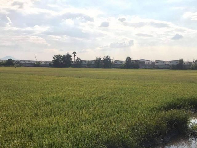 ขายที่ดินอ.พานทองสีม่วง 25 ไร่ ติดถ.เส้นโยธาธิการ ชลบุรี- ตากแดดบ้านสระ ใกล้นิคมอมตะชลบุรี 12 กม. จ.ชลบุรี
