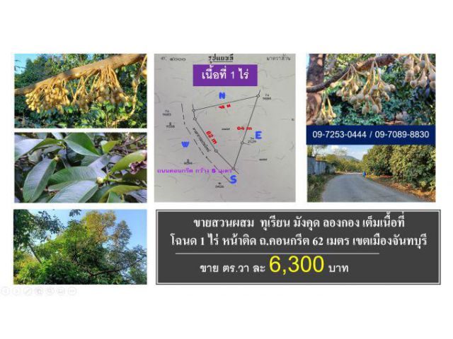 #ขายสวนทุเรียน #มังคุด #ลองกอง #โฉนด 1ไร่ #อ.เมือง #จันทบุรี #ยกแปลง 2.5 ล้านบาท #Durian #Thailand #榴蓮 #山竹 #龍空