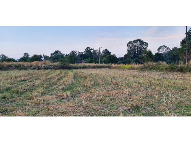 ที่สวย ดินดี ติดถนนลาดยาง ที่โฉนด มีน้ำประปา ไฟฟ้า เนื้อที่ 2 ไร่