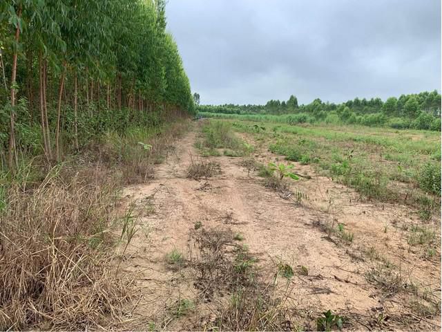 ขายที่ดินกบินทร์บุรี 5 ไร่ ใกล้ถนนเส้น 3079 - 7 กม. อ.กบินทร์บุรี จ.ปราจีนบุรี