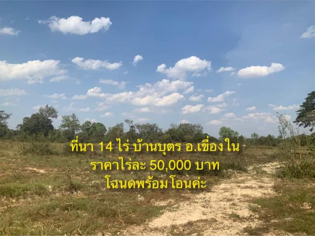 ที่นา 14 ไร่ ไร่ละ 50,000 เท่านั้น เอกสารโฉนด