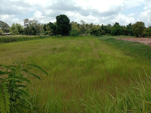 ขายที่ดิน 1 ไร่ พิกัด บ.แสงตะวัน ต.คอโค อ.เมืองสุรินทร์