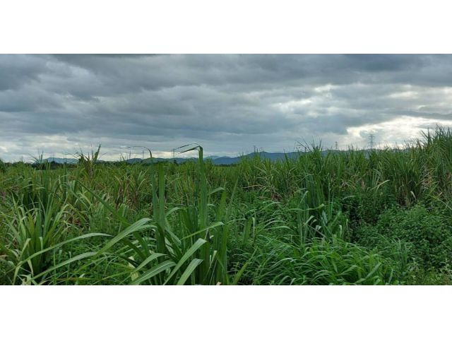 ขายที่ดิน ใบ นส3 ก. 1,250 กว่า ไร่ เหมาะทําสวนเกษตร ฟราม์ หรือที่ดินจัดสรร เมืองสีเขียว ฯ