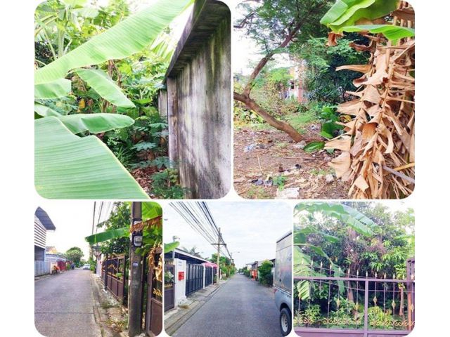 ขายที่ดิน 41 ตร.วา อ่อนนุช 72 ( สุขุมวิท 77)