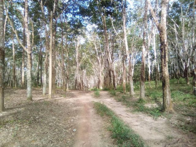 ขายที่ดิน 204 ไร่ เป็นโฉนดปลอดภาระพร้อมโอน