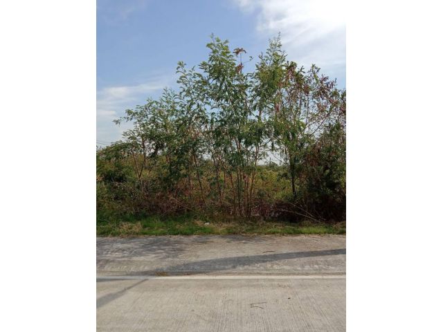 ขายที่ดินใกล้ถนนพระยาสัจจา 398ตรว. เหมา 12 ล้านบาท ต.เสม็ด อ.เมือง  จ.ชลบุรี
