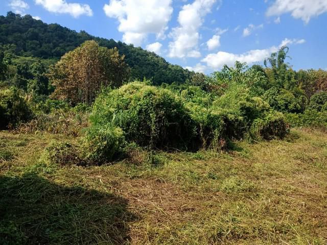 ขายที่ดิน ตำบลม่วงคำ อำเภอพาน เชียงราย