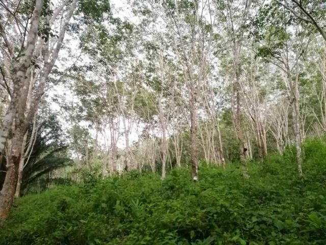 ขายที่ดิน 2,400,000 สวนยาง อำเภอลำทับ กระบี่   ยาง 13 ปี เอกสารประเภท ภบท.5