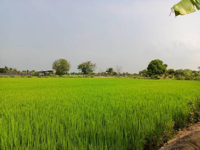 ขายที่นาราคาถูก เจ้าของขายเองที่ บางเลน นครปฐม