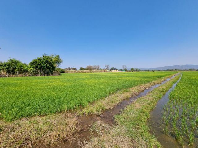 ขายที่ดินแม่ริม​ ที่นา วิวเขา ใกล้ถนนหลวง(107)เชียงใหม่​แม่ริม​ 150​ ม.
