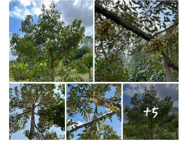 สวนทุเรียน สวนผลไม้ผสมในชุมชน ทำเลท่องเที่ยว