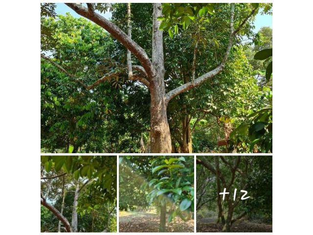 สวนทุเรียน สวนผสมใกล้ทะเลในชุมชน