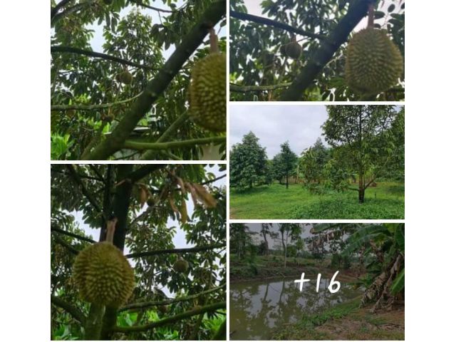 สวนทุเรียนติดถนนลาดยางในชุมชนทำเลค้าขายได้