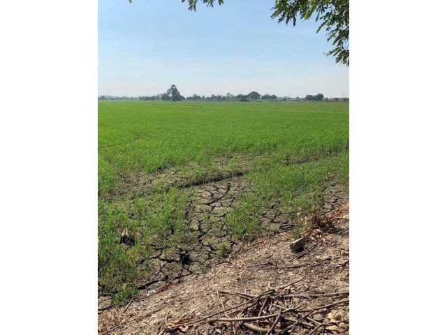 ขาย ที่ดินเปล่า 8 ไร่ ราคาถูก ย่าน บางเลน นครปฐม