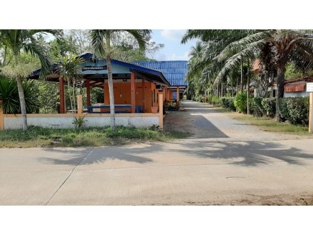 ขายต้นทองหลาง ออนบีช รีสอร์ท ต.พงศ์ประศาสน์ อ.บางสะพาน จ.ประจวบคีรีขันธ์