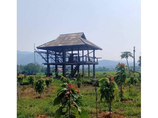 ที่สวนโกโก้ ที่นา บ้านหลองข้าว อ.แม่แตง