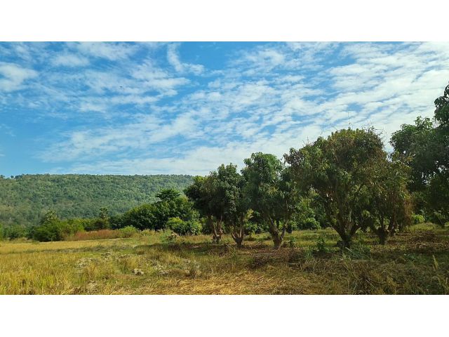 ขายที่ดิน 1 ไร่ วิวเขา พร้อมสวนมะม่วง กม.6 ใกล้ตลาดวังทอง ต.ดินทอง อ.วังทอง พิษณุโลก