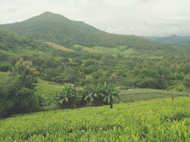 ขายที่ดินที่สวน ต.สะเมิงเหนือ อ.สะเมิงวิวหลักล้านสโลปสวยงามเหมือนใกล้ม่อนแจ่มฉโนดน้ำไฟถึงติดถนนสาธารณะ