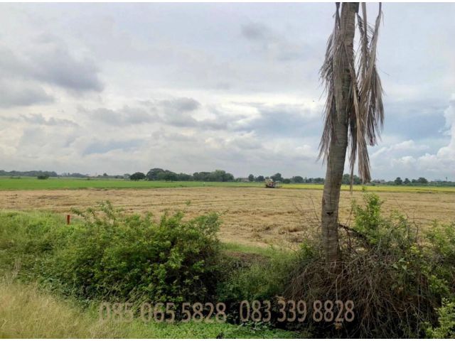 ขายที่ดิน ถนนราชพฤกษ์ (ปทุมธานี) เข้าซอย 80 เมตร เนื้อที่ 21-2-68 ไร่