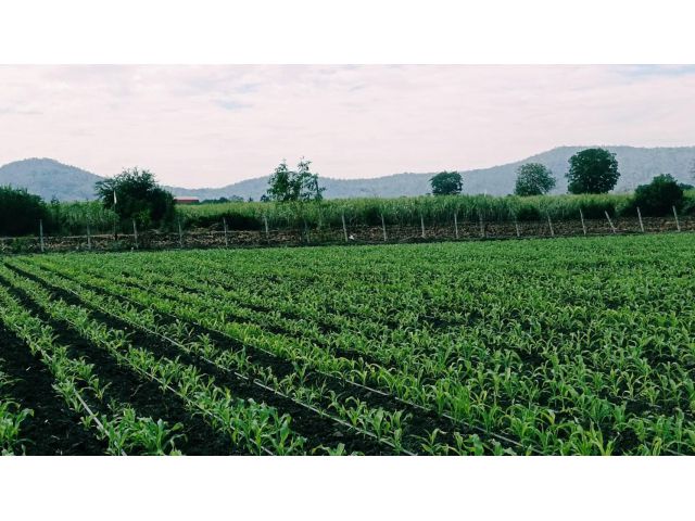 ที่ดินวิวเขาสวย อ.อู่ทอง (สด-ผ่อน) บรรยากาศดีอากาศสดชื่นเหมาะสร้างบ้านสวนเกษตรยามเกษียณ