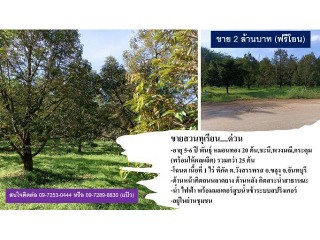 ขายสวนทุเรียนโตแปลงเล็ก