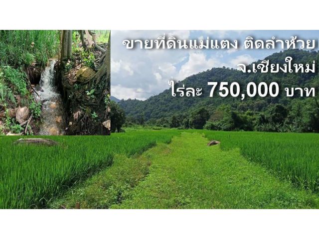 ขายที่ดินแม่แตง​ ติดลำห้วย​ โซนแก่งกึ้ด เนื้อที่​ 57 ไร่​ ไร่ละ​ 750,000 โฉนดครุฑแดง