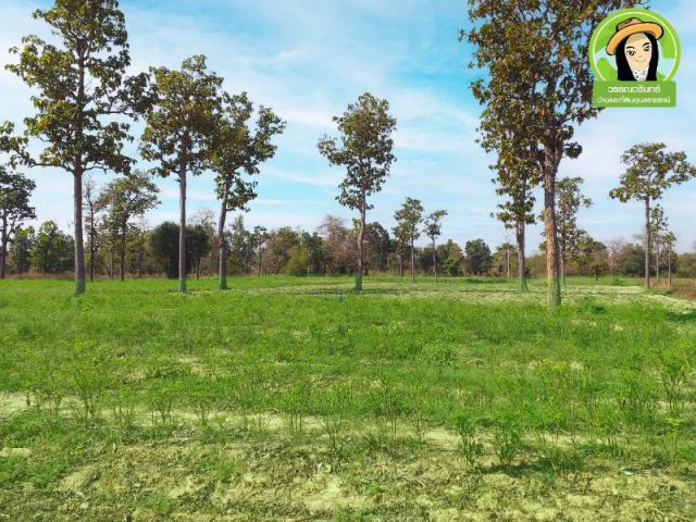 ที่นา10 ไร่เศษ บ้านหนองสำราญ/เดชอุดม