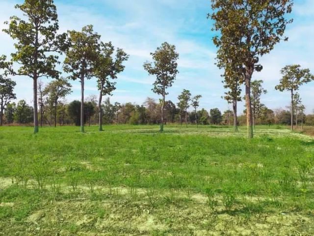 ขายที่ดินแปลงสวย เดชอุดม