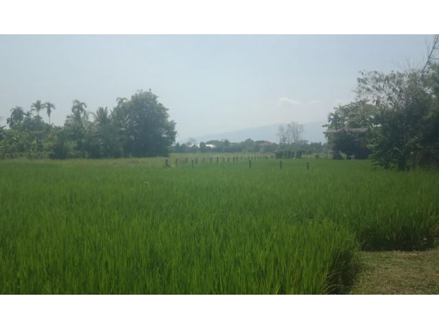 ที่นาติดลำเหมือง ต.เมืองเล็น อ.สันทราย