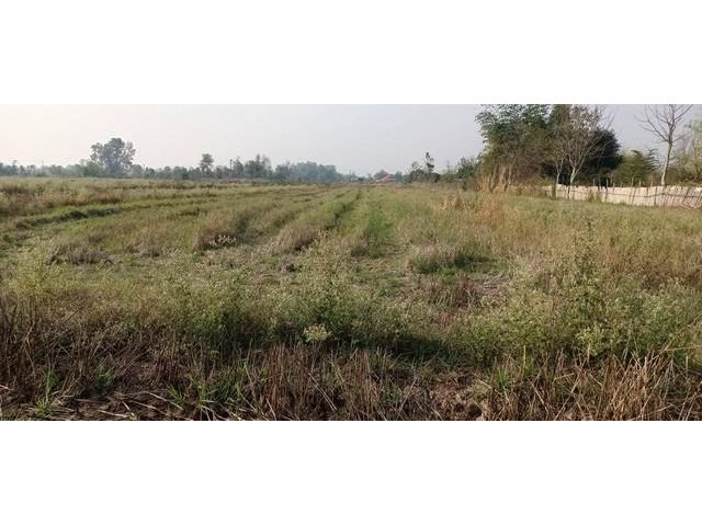 ที่ดิน 1-3-84 ร 550,000บ. ต.บ้านกลาง อ.เมือง ลำพูน
