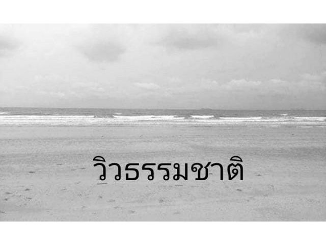 เคาะราคาขายดี  ขายที่ติดทะเล ชุมพร 264วา