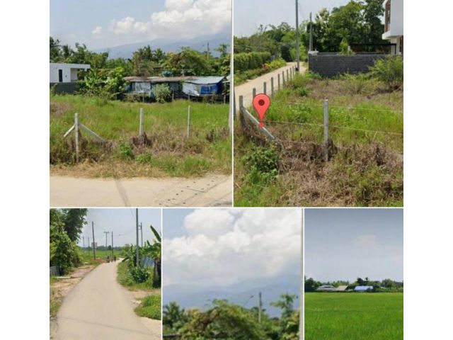 ขายที่ถูกที่ดินเขต เมืองเชียงใหม่ ต.สันผีเสื้อ 175 ตรว.