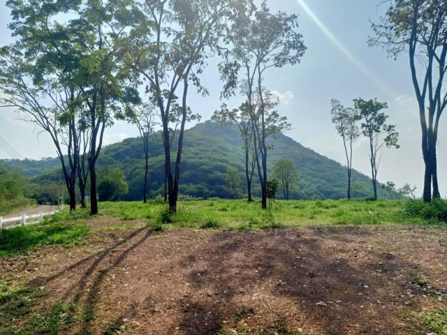 ขายที่ดินเขาใหญ่ ที่บนเนินสวยมาก 225 ตร.ว 1-3 ไร่ หนองตะกู ขนงพระ ที่สูงภูเขาล้อมรอบ สูงจากระดับน้ำ 500 ม. อยู่เส้น 2235
