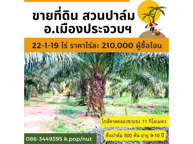 ขายที่ดินพร้อมสวนปาล์ม อ.เมืองประจวบฯ