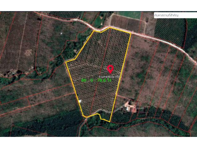 ขายสวนปาล์มเนื้อที่ 80 ไร่ 78.6 ตรว. ขายไร่ละ 280,000 บาท ที่ตั้ง ตำบลคลองไทร อำเภอท่าฉาง จังหวัดสุราษฎร์ธานี