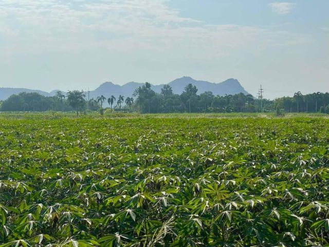 ขายที่ดินวิวเขารางสาลี่ 23 ไร่ ติดสวนนงนุช ใกล้ถนนเส้น 3209 - 7.2 กม. อ.ท่าม่วง จ.กาญจนบุรี