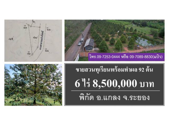 #ขายสวน #ทุเรียนต้นโต #โฉนด 6 ไร่เศษ #พิกัด #แกลง #ระยอง #ขาย 8,500,000 บาท #Durian #Thailand #榴蓮 #山竹