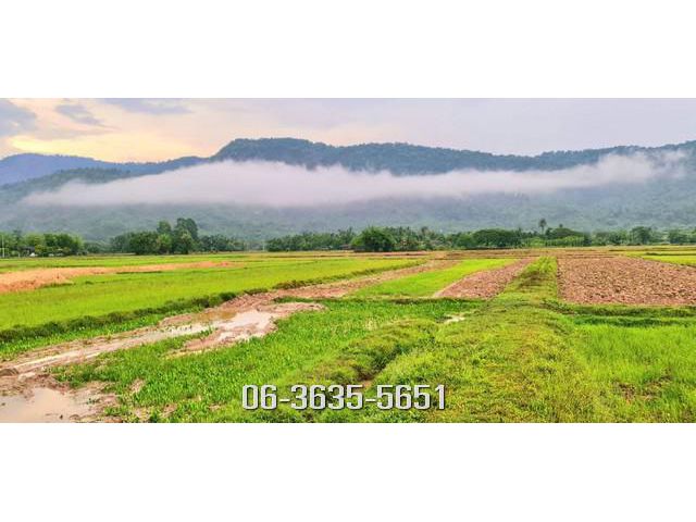 ที่ดิน แปลง WOW เขาพระ นครนายก ตร.ว.ละ 12000
