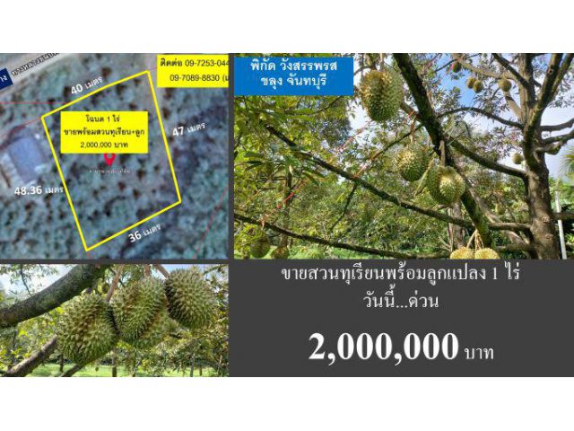 #ขายสวนทุเรียนแปลงเล็กพร้อมลูก