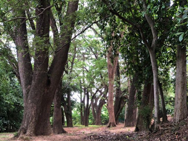 ที่ดิน 2 ไร่ ติดแม่น้ำปิง อ.เมือง  เชียงใหม่