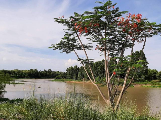 ขายที่ดินบ้านสร้างติดแม่น้ำบางปะกง 1 ไร่ ถมแล้วพร้อมสวนผลไม้บางส่วนแถมที่งอก 100 ตรว. จ.ปราจีนบุรี
