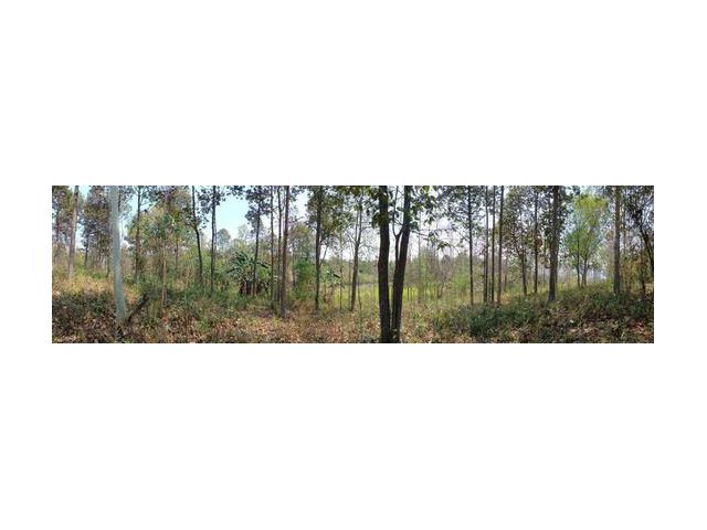 ขายที่ดินที่สวย น้ำไม่ท่วม ต.แม่แรม อ. แม่ริม 4ไร่ 45.7ตรว. Land for Sale, Mae Rim, Chiang Mai 4 Rai 45.7 SqW