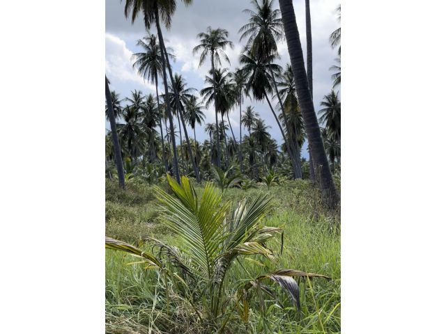 ที่ดินแปลงสวย ห่างถนนเพชรเกษมเพียง 450 เมตร ทำเลดี เป็นสวนมะพร้าว เหมาะปลูกบ้าน นำ้ไฟเข้าถึง  4 ไร่ ไร่ละ 300,000