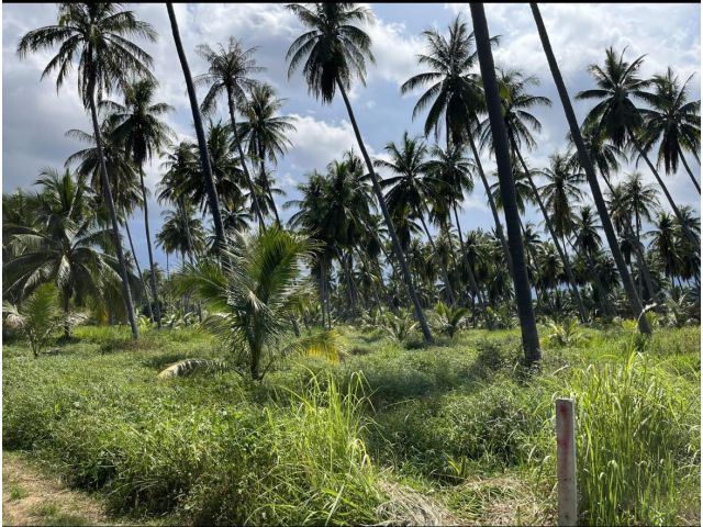 ที่ดินแปลงสวย ห่างถนนเพชรเกษมเพียง 450 เมตร ทำเลดี เป็นสวนมะพร้าว เหมาะปลูกบ้าน นำ้ไฟเข้าถึง  4 ไร่ ไร่ละ 300,000