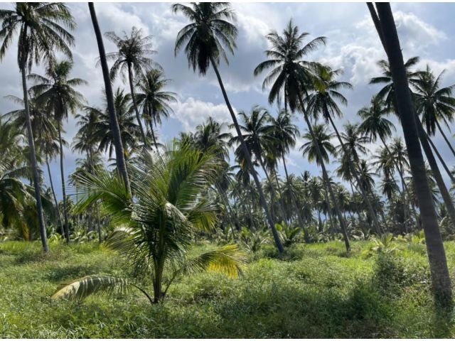 ที่ดินแปลงสวย ห่างถนนเพชรเกษมเพียง 450 เมตร ทำเลดี เป็นสวนมะพร้าว เหมาะปลูกบ้าน นำ้ไฟเข้าถึง  4 ไร่ ไร่ละ 300,000