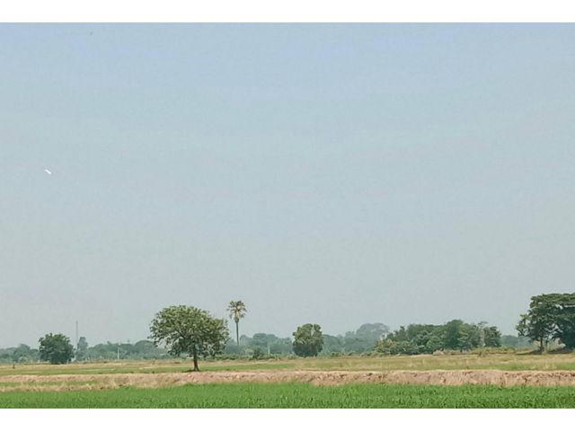 ขายที่นา ราคาถูก หัวไผ่ มหาราช พระนครศรีอยุธยา