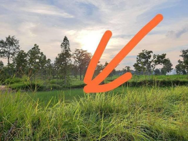 ขายที่ดินเปล่าโคกนาโก อ.ป่าติ้ว