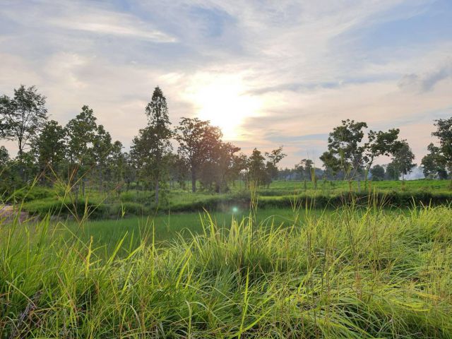 ที่ดินทำเลสวย ใกล้บ้านหนองชุม​ ต.โคกนาโก​  อ.ป่าติ้ว จ.ยโสธร